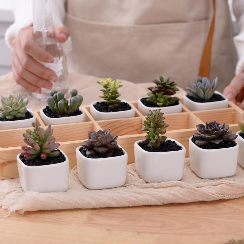 Mini Planter Tray Set