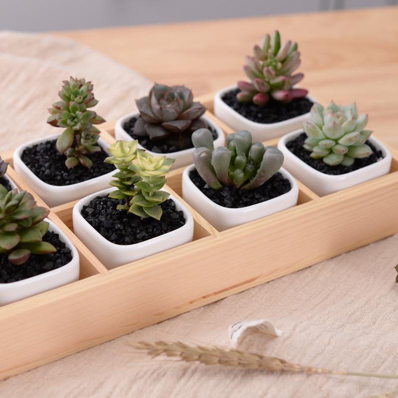 Mini Planter Tray Set