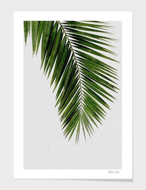 Palm Leaf I Frame
